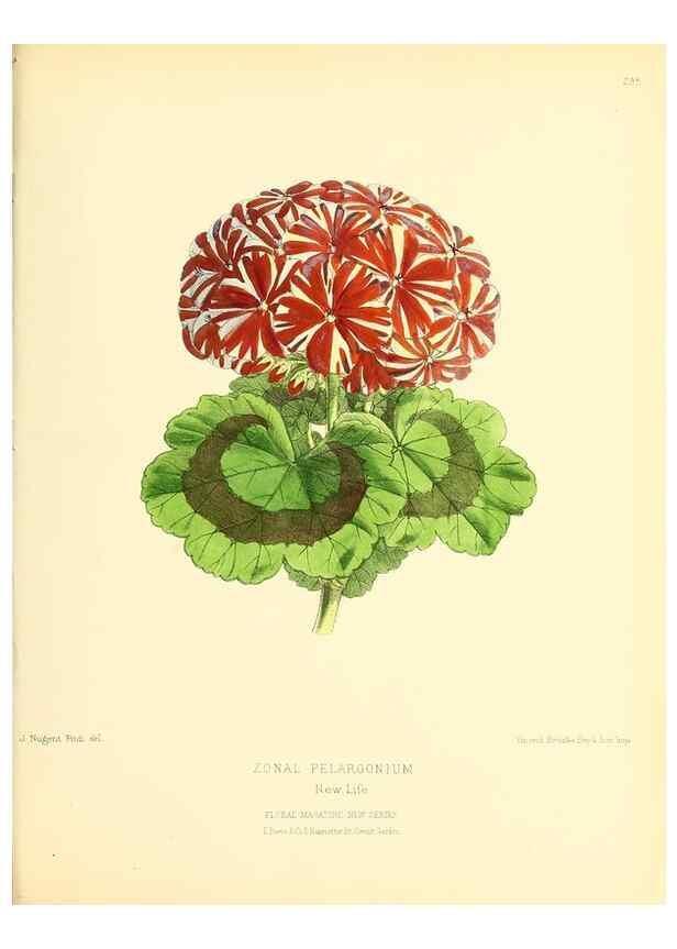 Reproducción/Reproduction 49693647943: The floral magazine;. London,L. Reeve & Co.. 