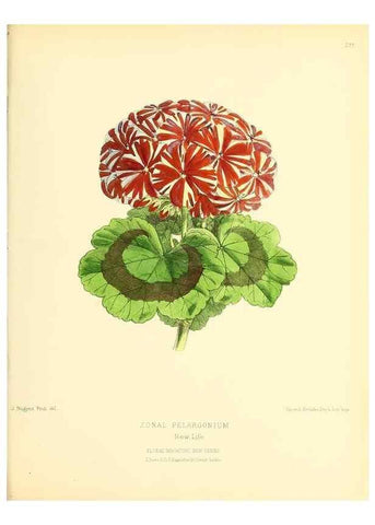 Reproducción/Reproduction 49693647943: The floral magazine;. London,L. Reeve & Co.. 