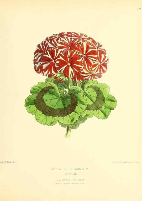 Reproducción/Reproduction 49693647943: The floral magazine;. London,L. Reeve & Co.. 