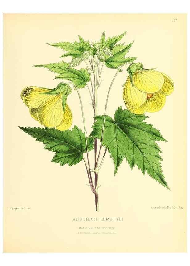 Reproducción/Reproduction 49693647618: The floral magazine;. London,L. Reeve & Co.. 