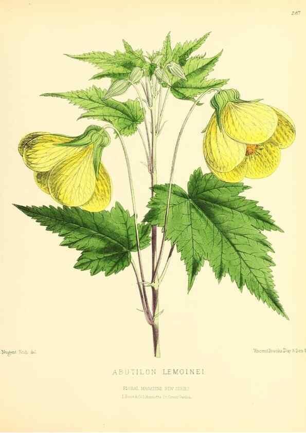 Reproducción/Reproduction 49693647618: The floral magazine;. London,L. Reeve & Co.. 