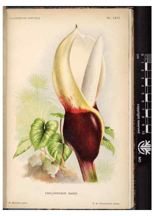 Reproducción/Reproduction 49692566227: L'Illustration horticole :. Gand, Belgium :Imprimerie et lithographie de F. et E. Gyselnyck,1854-1896.. 
