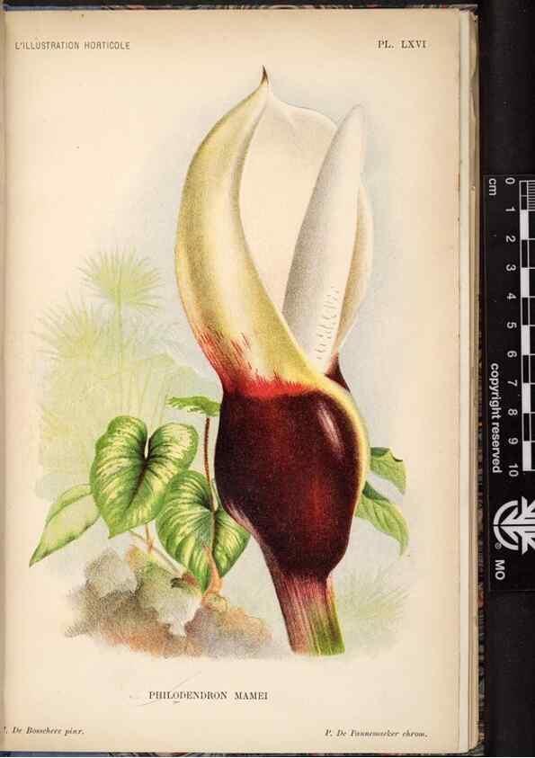 Reproducción/Reproduction 49692566227: L'Illustration horticole :. Gand, Belgium :Imprimerie et lithographie de F. et E. Gyselnyck,1854-1896.. 