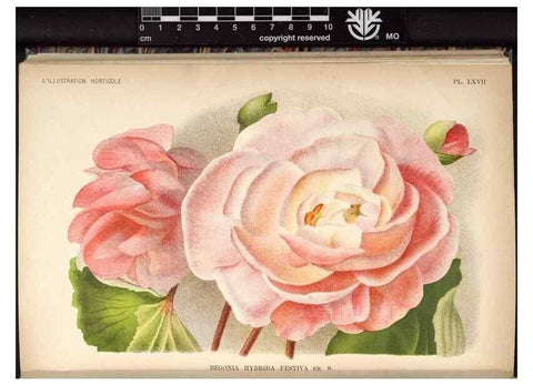 Reproducción/Reproduction 49691723773: L'Illustration horticole :. Gand, Belgium :Imprimerie et lithographie de F. et E. Gyselnyck,1854-1896.. 
