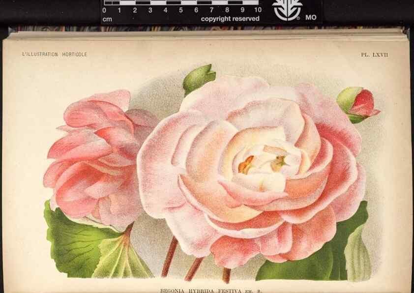 Reproducción/Reproduction 49691723773: L'Illustration horticole :. Gand, Belgium :Imprimerie et lithographie de F. et E. Gyselnyck,1854-1896.. 