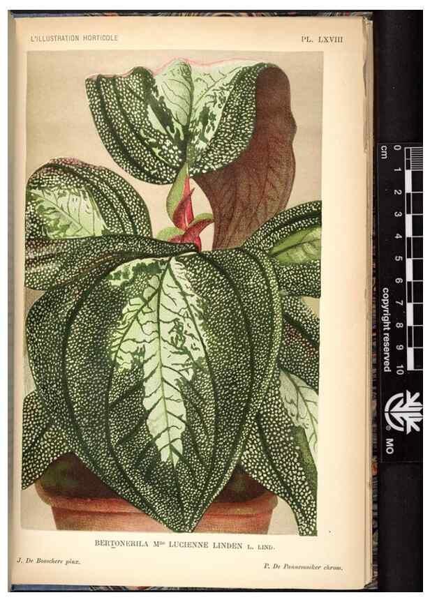 Reproducción/Reproduction 49692264576: L'Illustration horticole :. Gand, Belgium :Imprimerie et lithographie de F. et E. Gyselnyck,1854-1896.. 