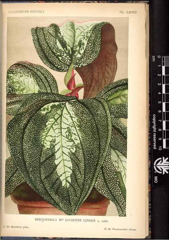 Reproducción/Reproduction 49692264576: L'Illustration horticole :. Gand, Belgium :Imprimerie et lithographie de F. et E. Gyselnyck,1854-1896.. 