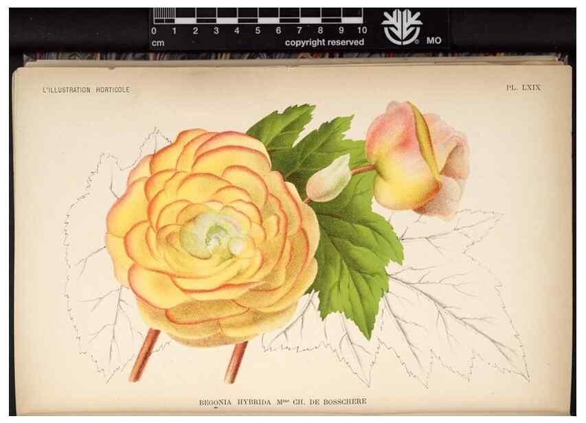 Reproducción/Reproduction 49692264846: L'Illustration horticole :. Gand, Belgium :Imprimerie et lithographie de F. et E. Gyselnyck,1854-1896.. 