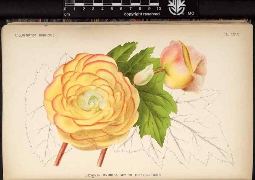 Reproducción/Reproduction 49692264846: L'Illustration horticole :. Gand, Belgium :Imprimerie et lithographie de F. et E. Gyselnyck,1854-1896.. 