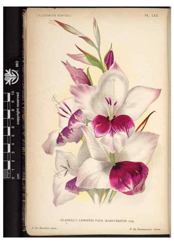 Reproducción/Reproduction 49692566952: L'Illustration horticole :. Gand, Belgium :Imprimerie et lithographie de F. et E. Gyselnyck,1854-1896.. 