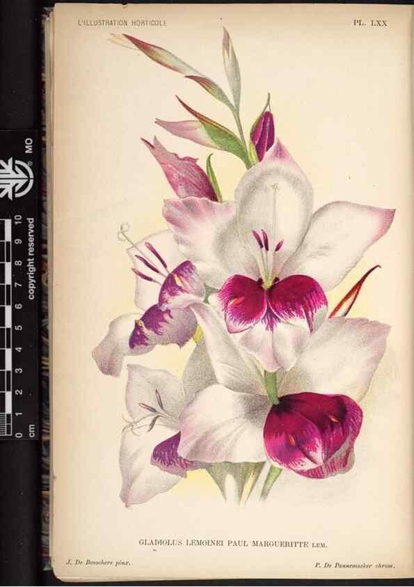 Reproducción/Reproduction 49692566952: L'Illustration horticole :. Gand, Belgium :Imprimerie et lithographie de F. et E. Gyselnyck,1854-1896.. 