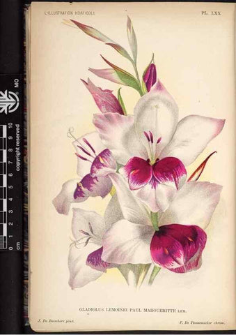 Reproducción/Reproduction 49692566952: L'Illustration horticole :. Gand, Belgium :Imprimerie et lithographie de F. et E. Gyselnyck,1854-1896.. 