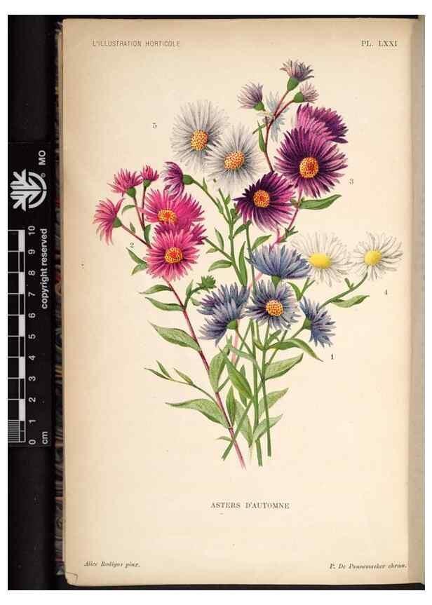 Reproducción/Reproduction 49692265321: L'Illustration horticole :. Gand, Belgium :Imprimerie et lithographie de F. et E. Gyselnyck,1854-1896.. 
