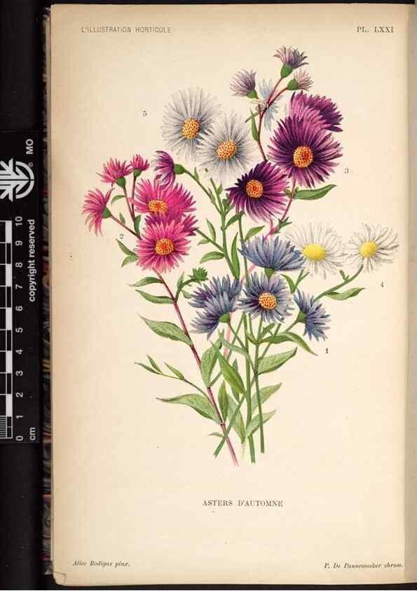 Reproducción/Reproduction 49692265321: L'Illustration horticole :. Gand, Belgium :Imprimerie et lithographie de F. et E. Gyselnyck,1854-1896.. 