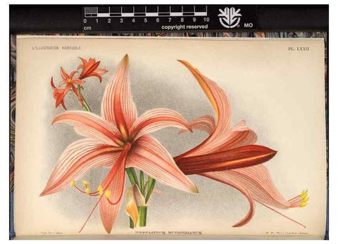 Reproducción/Reproduction 49692567592: L'Illustration horticole :. Gand, Belgium :Imprimerie et lithographie de F. et E. Gyselnyck,1854-1896.. 