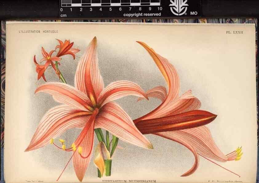 Reproducción/Reproduction 49692567592: L'Illustration horticole :. Gand, Belgium :Imprimerie et lithographie de F. et E. Gyselnyck,1854-1896.. 