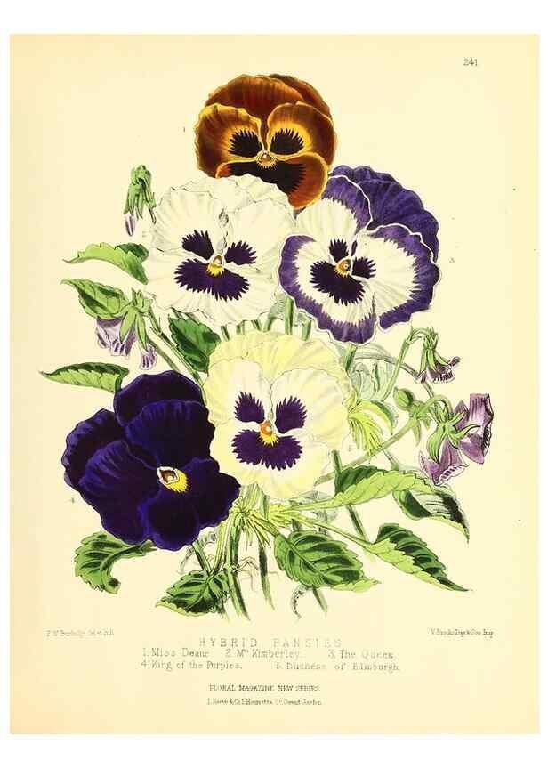 Reproducción/Reproduction 49693635048: The floral magazine;. London,L. Reeve & Co.. 
