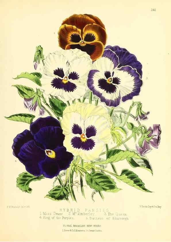Reproducción/Reproduction 49693635048: The floral magazine;. London,L. Reeve & Co.. 