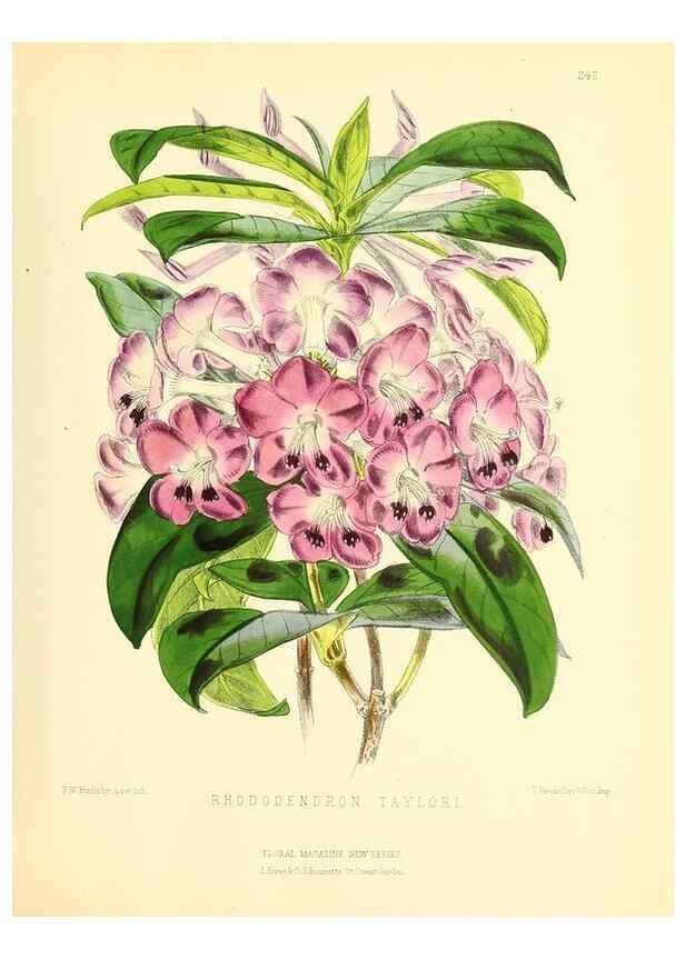 Reproducción/Reproduction 49693635348: The floral magazine;. London,L. Reeve & Co.. 