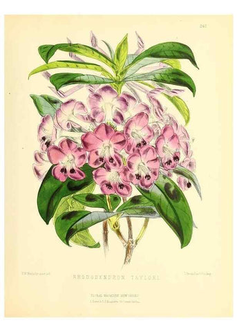 Reproducción/Reproduction 49693635348: The floral magazine;. London,L. Reeve & Co.. 