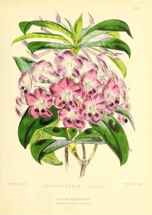 Reproducción/Reproduction 49693635348: The floral magazine;. London,L. Reeve & Co.. 