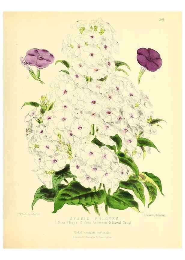 Reproducción/Reproduction 49693635568: The floral magazine;. London,L. Reeve & Co.. 