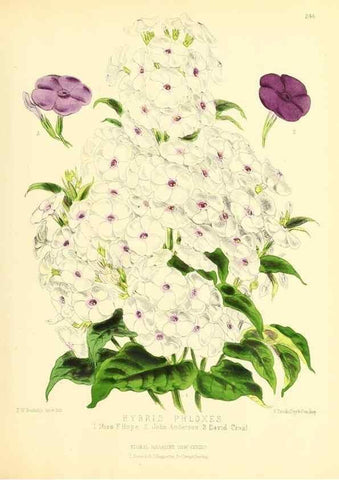 Reproducción/Reproduction 49693635568: The floral magazine;. London,L. Reeve & Co.. 