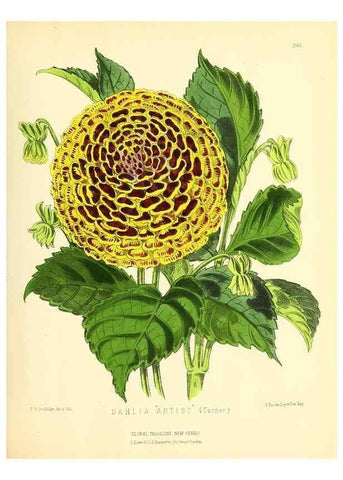 Reproducción/Reproduction 49694179296: The floral magazine;. London,L. Reeve & Co.. 