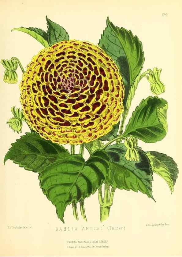 Reproducción/Reproduction 49694179296: The floral magazine;. London,L. Reeve & Co.. 