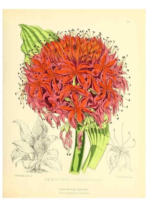 Reproducción/Reproduction 49693636223: The floral magazine;. London,L. Reeve & Co.. 