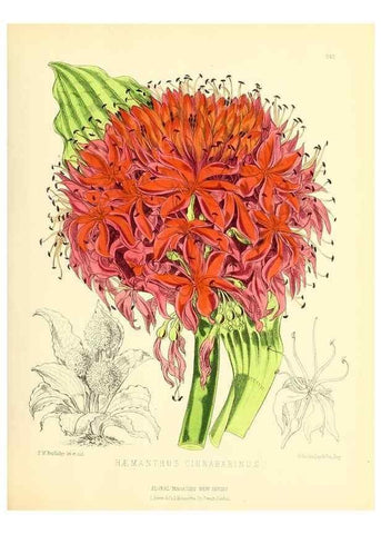 Reproducción/Reproduction 49693636223: The floral magazine;. London,L. Reeve & Co.. 
