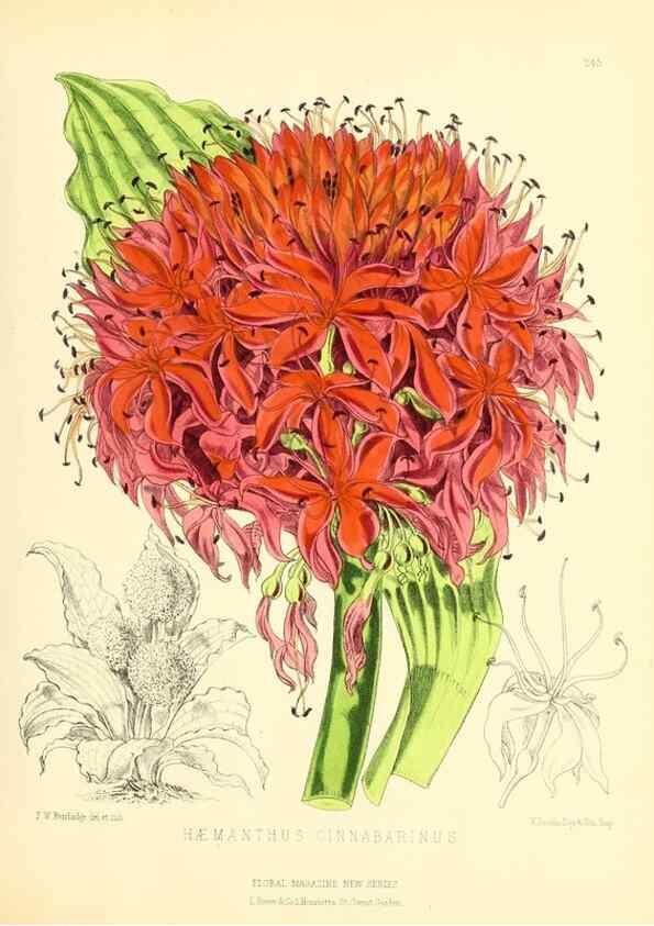 Reproducción/Reproduction 49693636223: The floral magazine;. London,L. Reeve & Co.. 