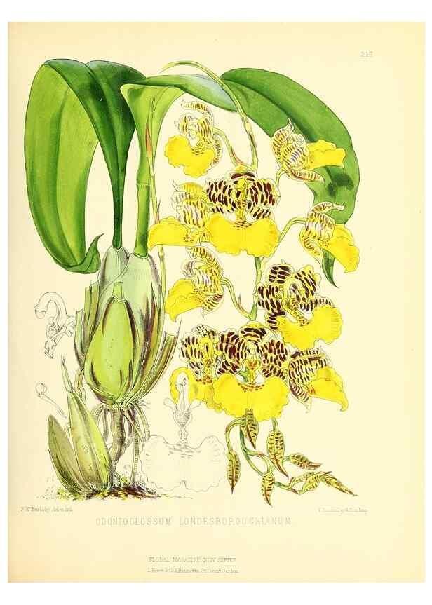 Reproducción/Reproduction 49694179851: The floral magazine;. London,L. Reeve & Co.. 