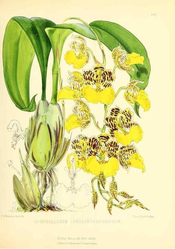 Reproducción/Reproduction 49694179851: The floral magazine;. London,L. Reeve & Co.. 