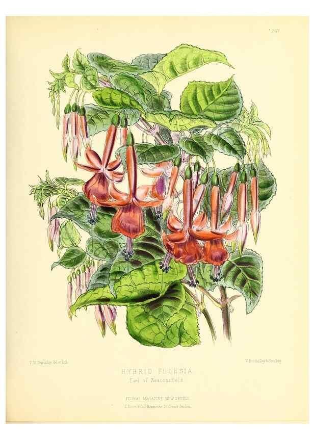 Reproducción/Reproduction 49694482952: The floral magazine;. London,L. Reeve & Co.. 