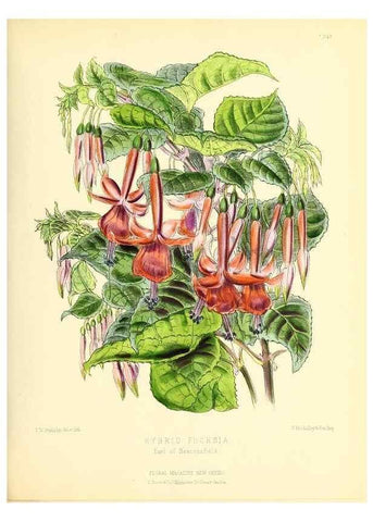 Reproducción/Reproduction 49694482952: The floral magazine;. London,L. Reeve & Co.. 