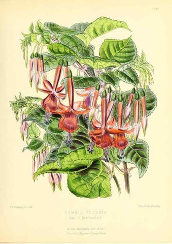 Reproducción/Reproduction 49694482952: The floral magazine;. London,L. Reeve & Co.. 