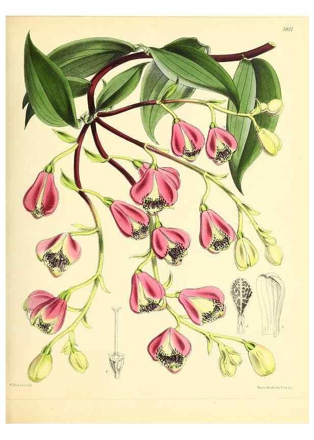 Reproducción/Reproduction 49693637033: The floral magazine;. London,L. Reeve & Co.. 
