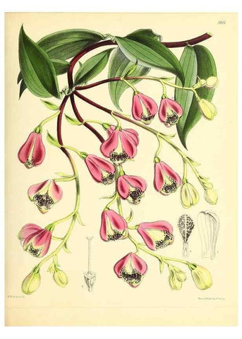 Reproducción/Reproduction 49693637033: The floral magazine;. London,L. Reeve & Co.. 