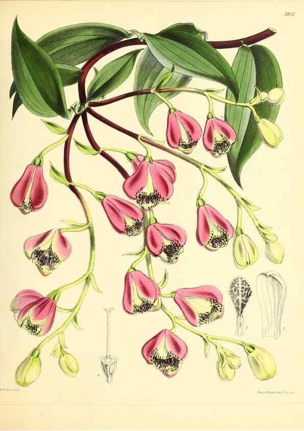 Reproducción/Reproduction 49693637033: The floral magazine;. London,L. Reeve & Co.. 