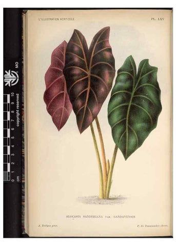 Reproducción/Reproduction 49691723393: L'Illustration horticole :. Gand, Belgium :Imprimerie et lithographie de F. et E. Gyselnyck,1854-1896.. 