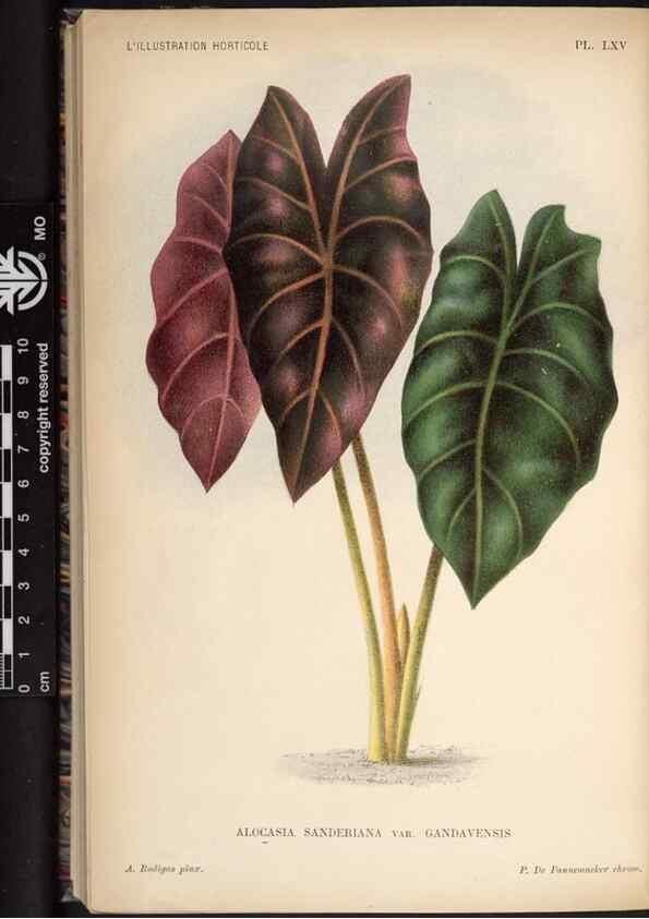 Reproducción/Reproduction 49691723393: L'Illustration horticole :. Gand, Belgium :Imprimerie et lithographie de F. et E. Gyselnyck,1854-1896.. 