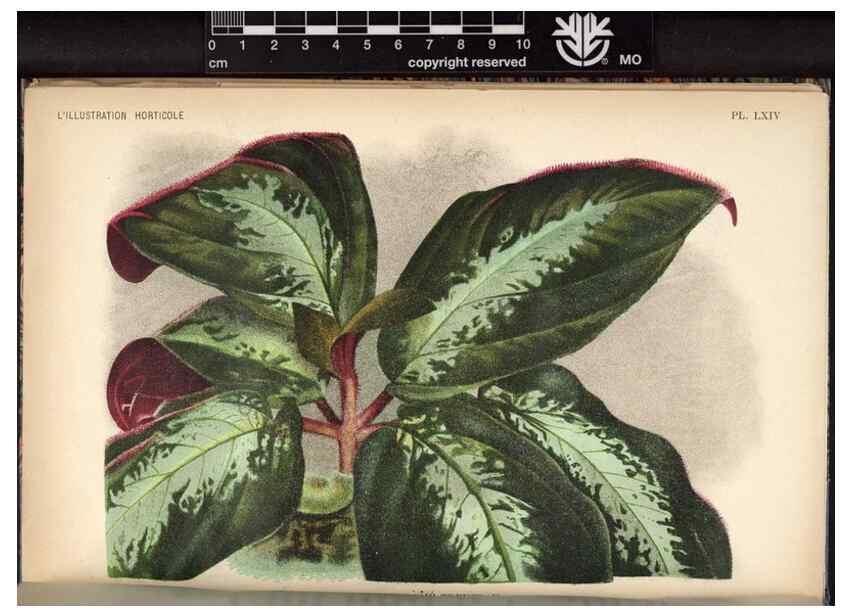 Reproducción/Reproduction 49692263751: L'Illustration horticole :. Gand, Belgium :Imprimerie et lithographie de F. et E. Gyselnyck,1854-1896.. 