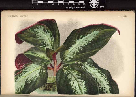 Reproducción/Reproduction 49692263751: L'Illustration horticole :. Gand, Belgium :Imprimerie et lithographie de F. et E. Gyselnyck,1854-1896.. 