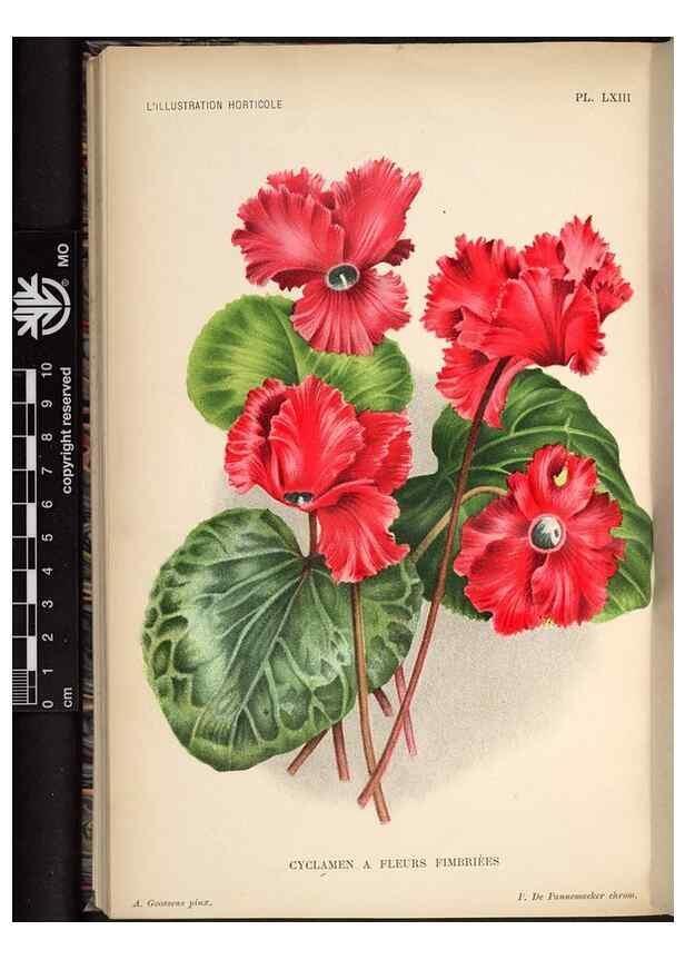 Reproducción/Reproduction 49692263566: L'Illustration horticole :. Gand, Belgium :Imprimerie et lithographie de F. et E. Gyselnyck,1854-1896.. 