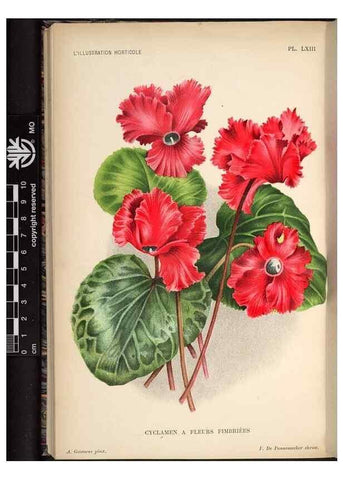 Reproducción/Reproduction 49692263566: L'Illustration horticole :. Gand, Belgium :Imprimerie et lithographie de F. et E. Gyselnyck,1854-1896.. 