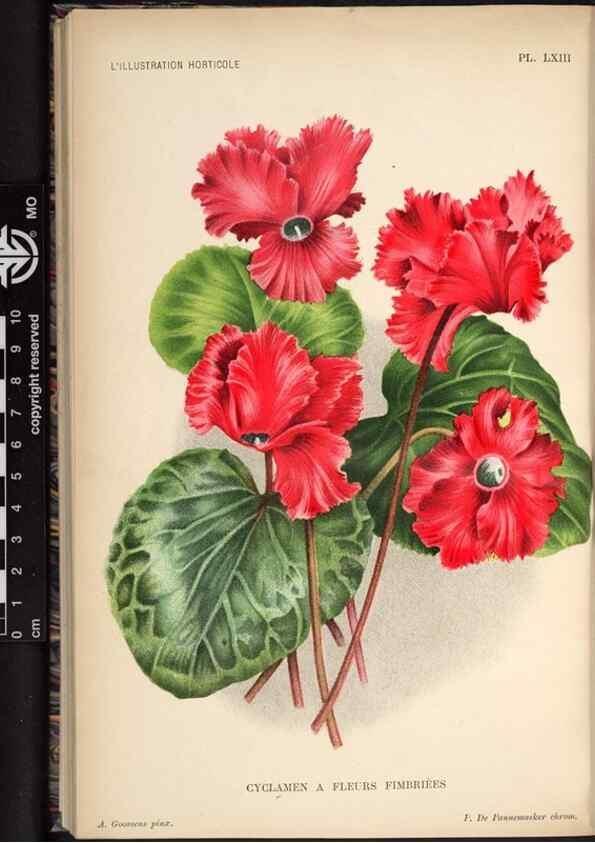 Reproducción/Reproduction 49692263566: L'Illustration horticole :. Gand, Belgium :Imprimerie et lithographie de F. et E. Gyselnyck,1854-1896.. 