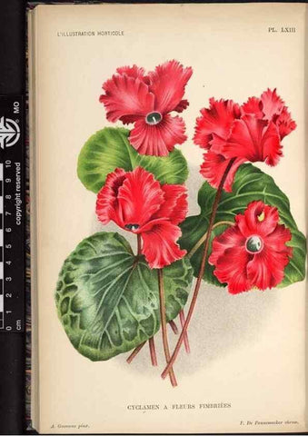Reproducción/Reproduction 49692263566: L'Illustration horticole :. Gand, Belgium :Imprimerie et lithographie de F. et E. Gyselnyck,1854-1896.. 