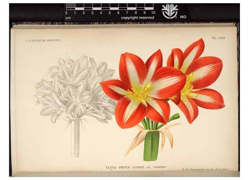 Reproducción/Reproduction 49691722708: L'Illustration horticole :. Gand, Belgium :Imprimerie et lithographie de F. et E. Gyselnyck,1854-1896.. 
