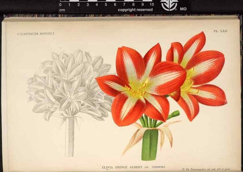 Reproducción/Reproduction 49691722708: L'Illustration horticole :. Gand, Belgium :Imprimerie et lithographie de F. et E. Gyselnyck,1854-1896.. 